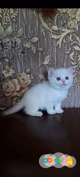 Продам: котята голубоглазая шиншилла