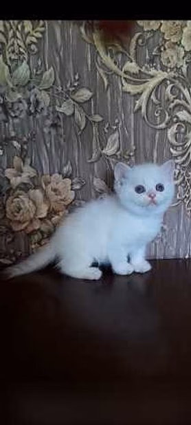 Продам: котята голубоглазая шиншилла