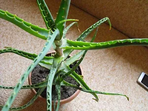 Продам комнатный цветок алоэ древовидный 3-хгодичный