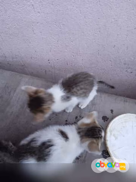 Предложение: котята в дар в Липецке