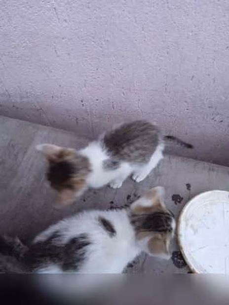 Предложение: котята в дар в Липецке