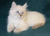 Продам: котята из питомника, порода Сибирские в Москве
