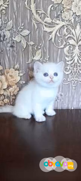 Продам: котята голубоглазая шиншилла