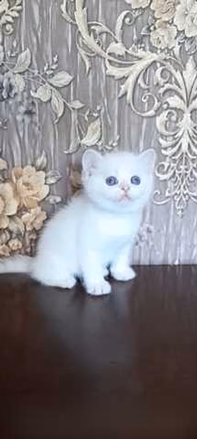 Продам: котята голубоглазая шиншилла