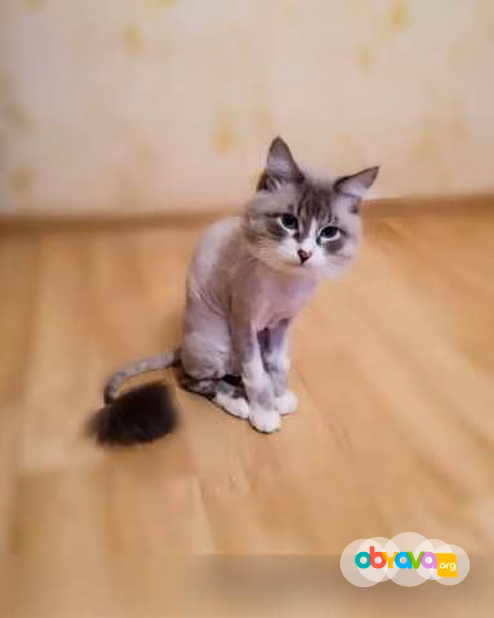 Предложение: стрижка животных в Ростове-на-Дону