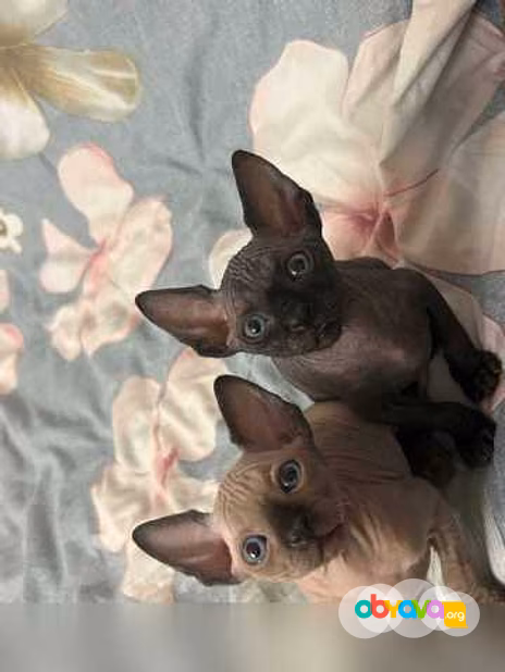 Продам: котята Сфинкс (WhatsApp +79861722996)