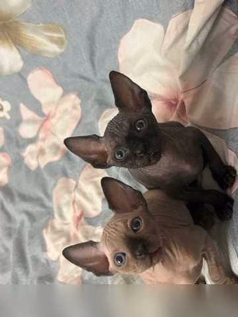 Продам: котята Сфинкс (WhatsApp +79861722996)