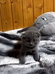 Шотландская вислоухая 