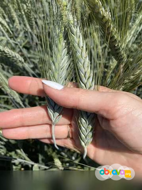 Продам: семена тритикале озимой купить Илия