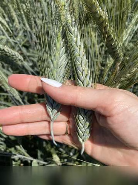 Продам: семена тритикале озимой купить Илия