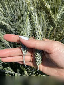 Продам: семена тритикале озимой купить Илия