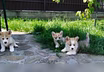 Продам: щеночки Вельш-корги, корги. Вельш Корги