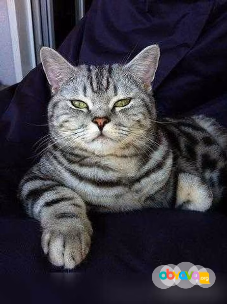 Предложение: коты на вязку чистокровные в Костроме