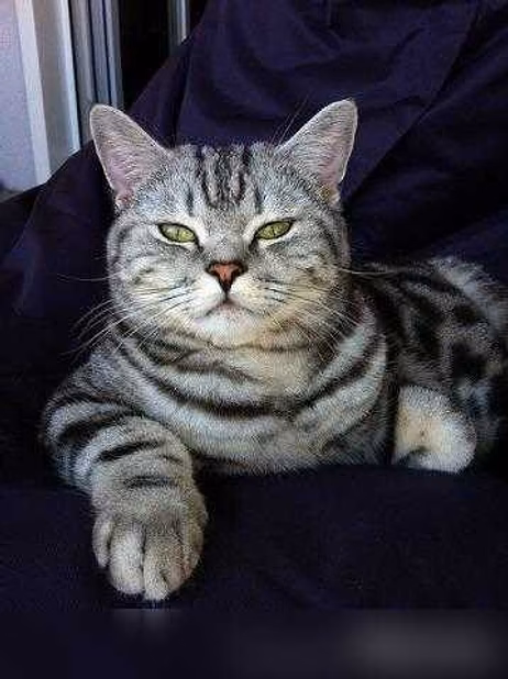 Предложение: коты на вязку чистокровные в Костроме