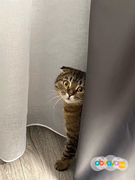 Шотландская вислоухая кошечка