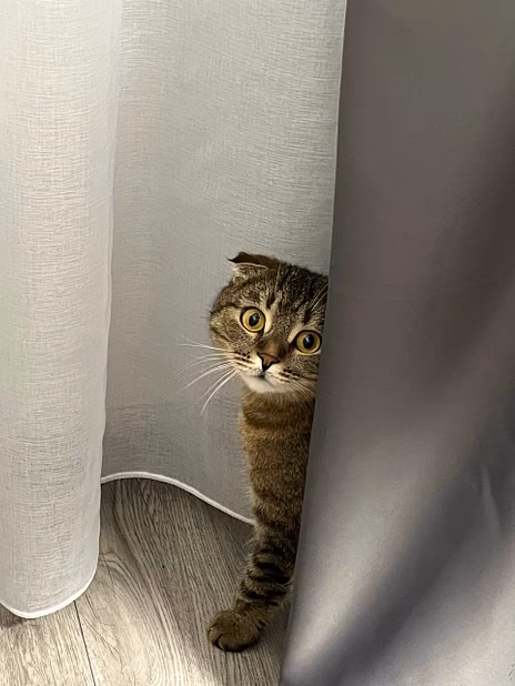 Шотландская вислоухая кошечка