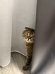 Шотландская вислоухая кошечка