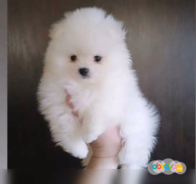 Чистокровные щеночки померанского шпица