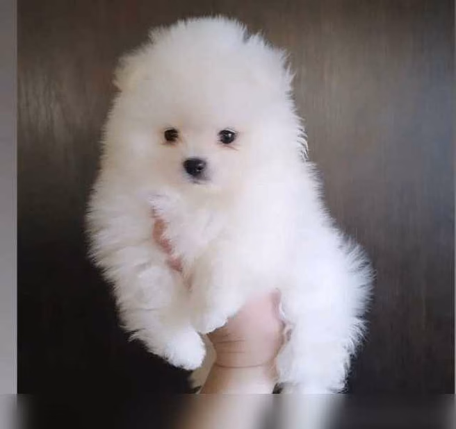 Чистокровные щеночки померанского шпица