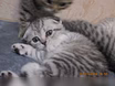 Котята  шотландские Кот на вязку