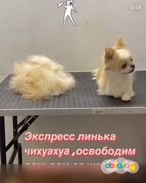 Предложение: сертифицированный грумер в Иваново