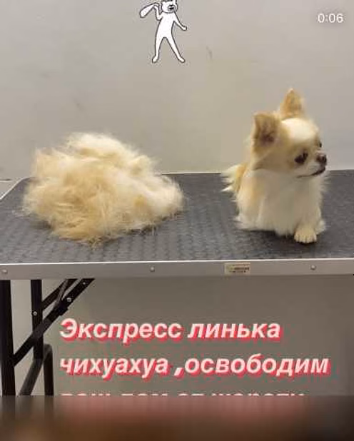 Предложение: сертифицированный грумер в Иваново