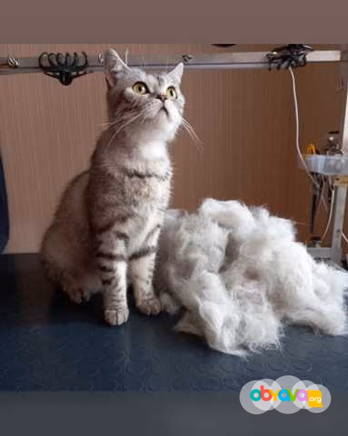 Предложение: экспресслинька кошек собак в РостовНаД
