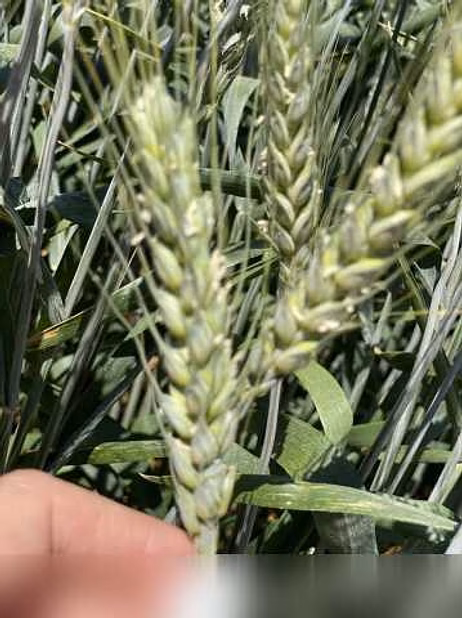 Продам: семена пшеницы озимой купить Амбар