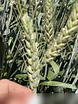 Продам: семена пшеницы озимой купить Амбар