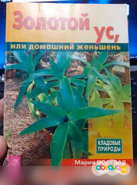 Продам: золотой Ус, или домашний женьшень. 2004 в Ейске