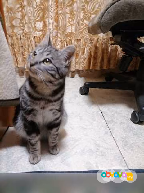 Предложение: отдам котика бесплатно в Находке