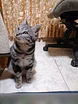 Предложение: отдам котика бесплатно в Находке