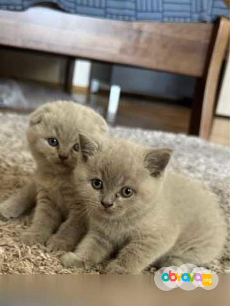 Шотландские котята 