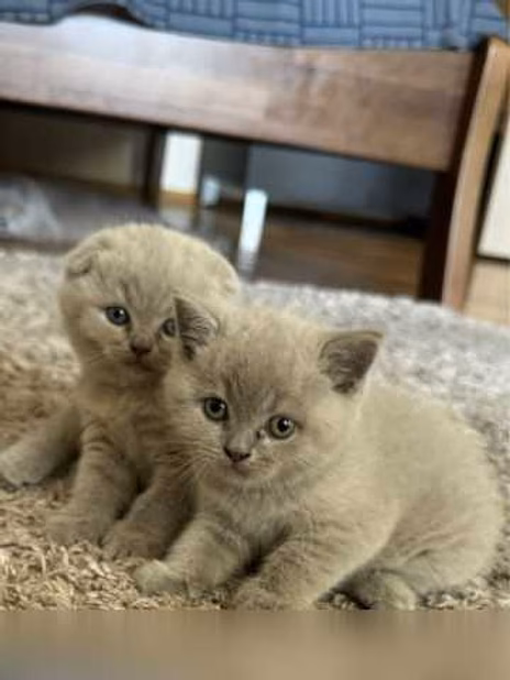Шотландские котята 