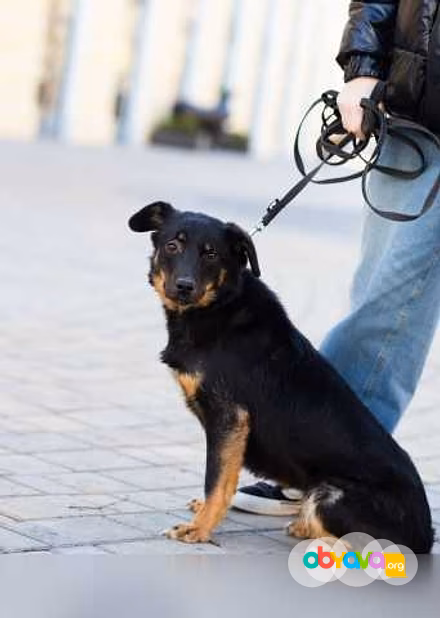 Отдам даром: милая собака небольшого размера в Санкт-Петербурге
