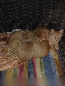 Предложение: котята в дар в Краснодаре