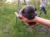 Предложение: щенки бесплатно в Краснодаре