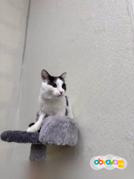 Отдам даром: кошка Милка ищет дом! в Москве