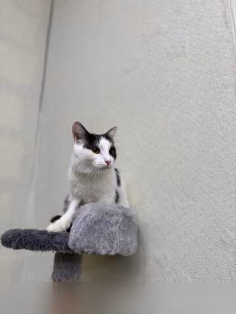 Отдам даром: кошка Милка ищет дом! в Москве