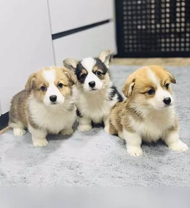 Продам: щенки Корги. Щенки Вельш Корги