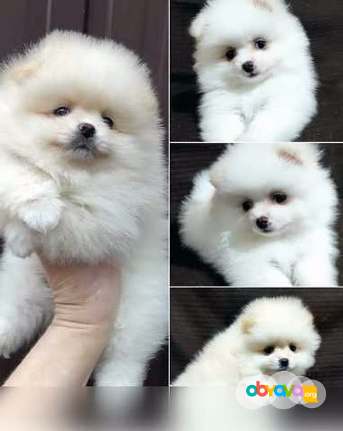 Щеночки Шпиц