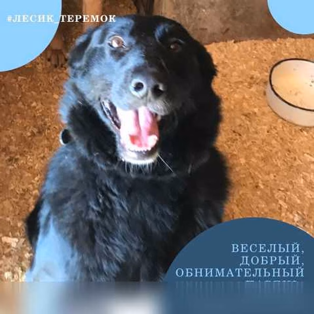 Отдам даром: чёрные бриллианты в поисках счастья в Гатчине