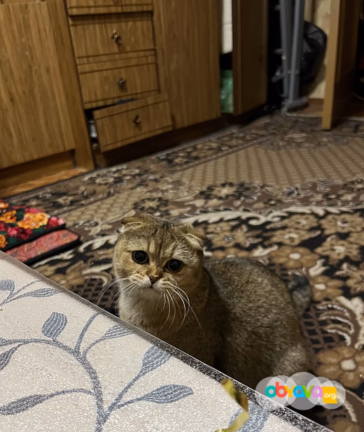 Шотландские вислоухие котята короткошёрстная