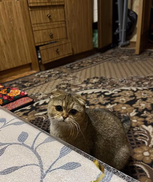 Шотландские вислоухие котята короткошёрстная