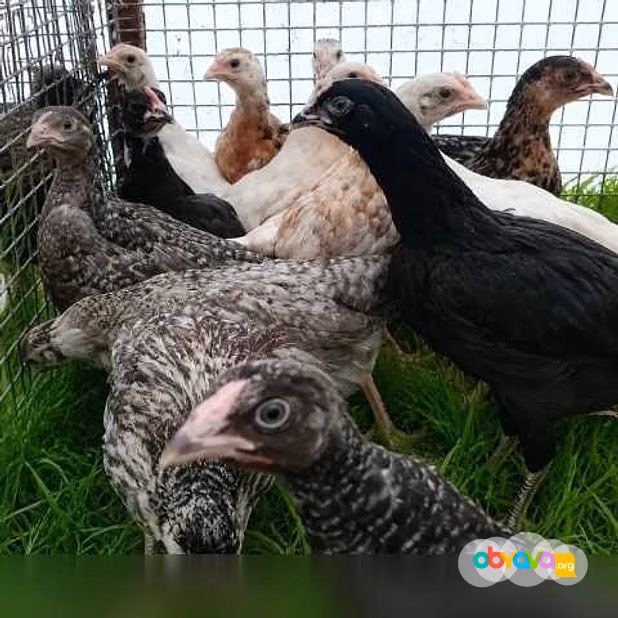 Продам: цыплята Кур Несушек любого возраста. Яйц в Пскове