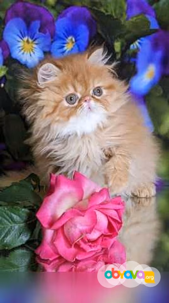 Продам: персидские котята (WhatsApp +79861722996