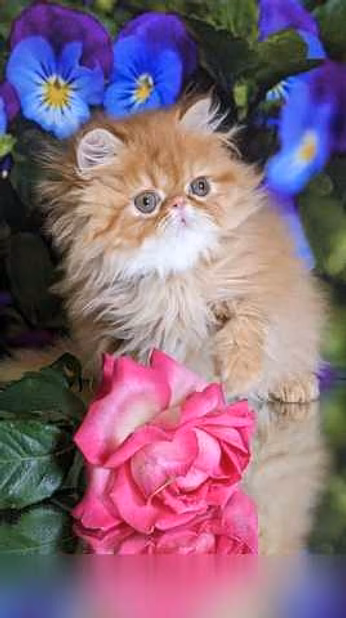 Продам: персидские котята (WhatsApp +79861722996