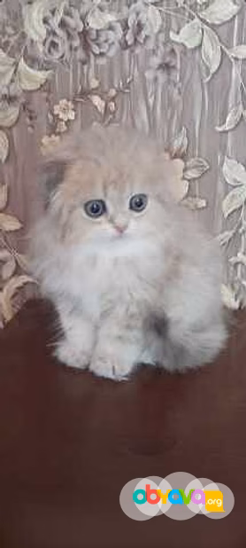 Продам: золотая шиншилла (Хайленд фолд)