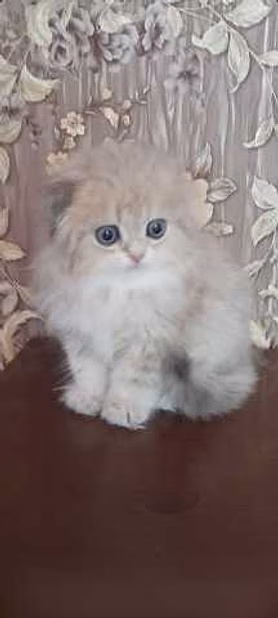 Продам: золотая шиншилла (Хайленд фолд)