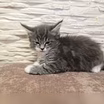 Продам: мейн кун котята (Вотсапп +79861722996)